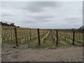 New vineyard off Underhill Lane