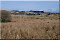 Damp moorland near Tan-graig