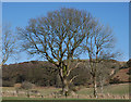 Tree near the Afon Beidog