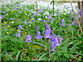 Bluebells and wild garlic in spring