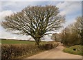 Oak near Burrow Corner