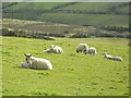 H8832 : Sheep at Corkley by Dean Molyneaux
