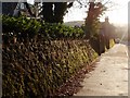 Mossy wall, sunlight after rain, Totnes