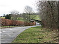 Beech hedging  perimeter for The Gote