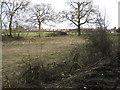 Smashed hedge by Brownley Green Lane