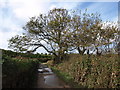 Borough Road, Tresco