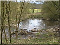 Marshy Pond between Marshall