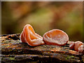 Ear Fungi  [Hirneloa Auricula Judae]