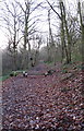 A path through Woolley Wood, Wincobank