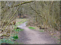 Path through Prestwich Clough