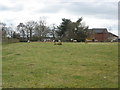 Sheep paddock at Hefferston Grange