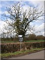 Signpost and tree, near Admington