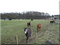 Grazing paddock