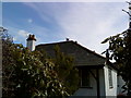 Cat on the roof