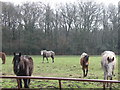 Horses in a field SE of Staplewood Lane