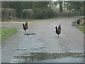 Hens on Staplewood Lane