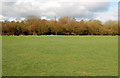 Daventry: playing field behind Tovey Drive