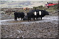 Cows in mud