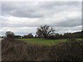 Oak Tree in field near Falfield