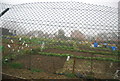 Allotments at the end of Rotherfield Terrace