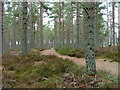 Footpath in School Wood