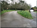 Daffodils by driveway to Chelworth house