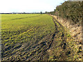 SP1506 : Farmland and a hedge near Coln St  Aldwyns by Brian Robert Marshall