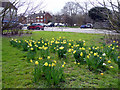 Daffodils, Bramley Road, London N14