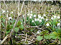 Snowdrops by Dauntsey Drove