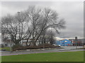 Trees on Village Circle