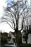 TQ3060 : Coulsdon: Very tall tree in Windermere Road by Dr Neil Clifton