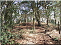 Tumulus, Cannon Hill Plantation