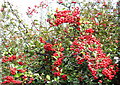 Red berries at Tinsley South roundabout with the M1