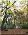 Another path through Woolley Wood, Wincobank