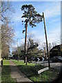 TQ7912 : Pine Tree  off Sedlescombe Road North by Oliver P Guffogg