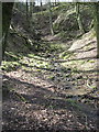 Wooded valley with stream above Cadster Farm