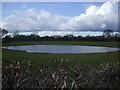 Pond near Cheadle Orchard