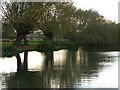 Willows beside the river