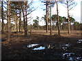 Horsell Common