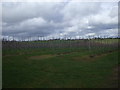 Vineyard near Oxenhall