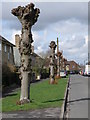 TL1859 : Pollarded trees, Eynesbury by Michael Trolove