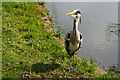 Grey Heron at Chiswick House (3)