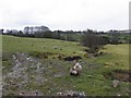 Sheep at Rylands