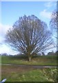 Winter tree in Cranbury Estate