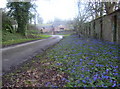 Early blue flowers in Spring