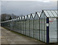 Sandholme glasshouses