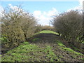 Footpath on disused railway trackbed at Cassop