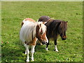 Shetland Ponies, Houlland, Scalloway