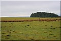 NY8671 : Rough Pasture, Carrawbrough Farm by Mick Garratt