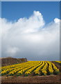 Field of daffodils near Walhalla